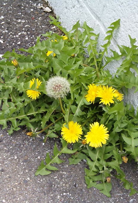 c0221732_15445030.jpg