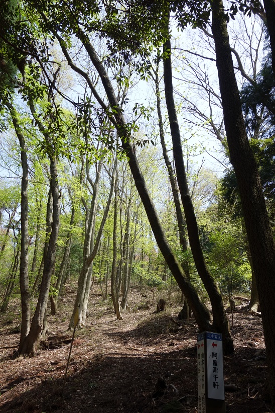 △　山本山~賤ヶ岳縦走　△_f0348933_22131351.jpg