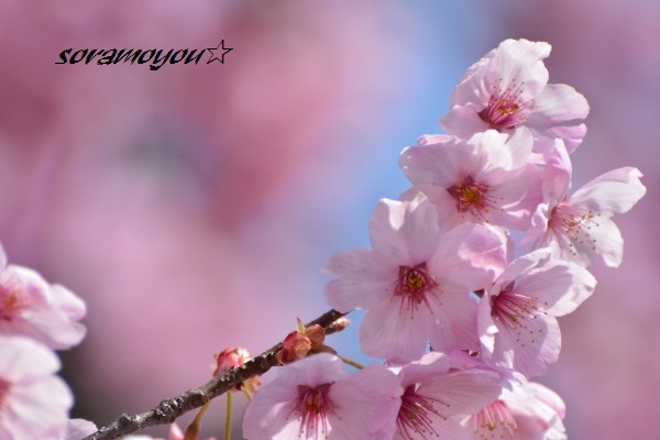 桜～_a0205834_23145059.jpg