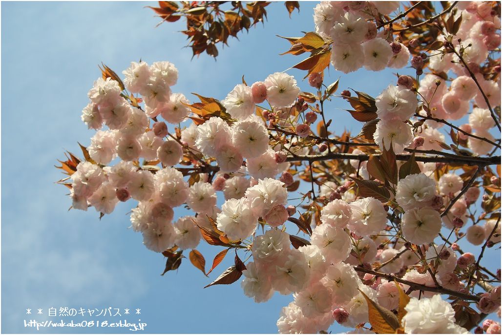 目に青葉に木々の花～♪_e0052135_22273129.jpg