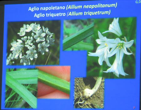 この野草食用それとも有毒か、ウンブリア野草講座_f0234936_6532870.jpg