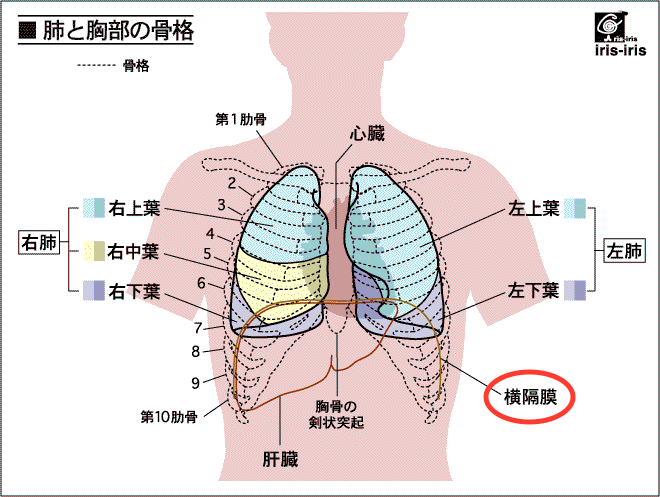 どこか一部が痛いときの体は、全体的にも捻れています〜ある日の施術より〜_e0073240_4324268.gif