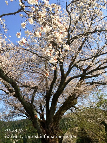 田人地区　田人の石割桜　［平成27年4月18日（土）更新］_f0105342_15393518.jpg