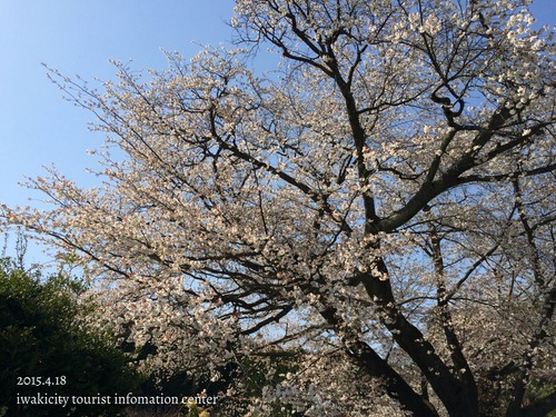 田人地区　田人の石割桜　［平成27年4月18日（土）更新］_f0105342_1540027.jpg