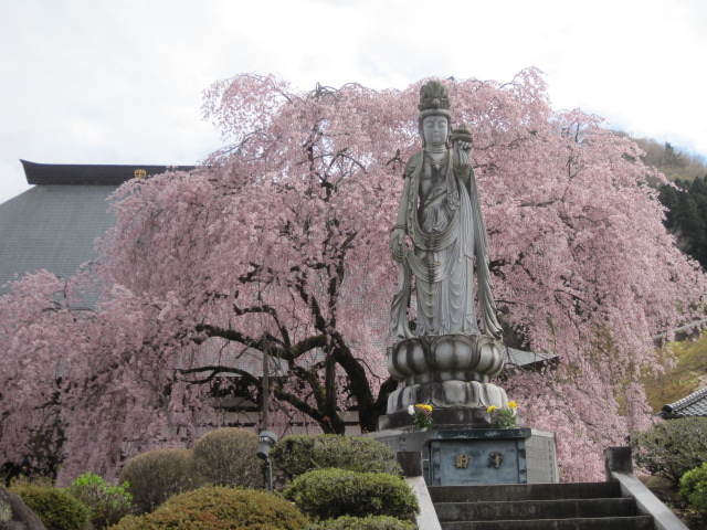 桜色舞う甘楽町2015_d0199351_2130735.jpg