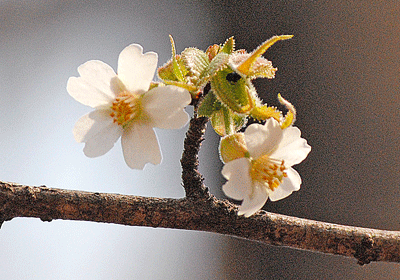 a0001354_2337737.gif