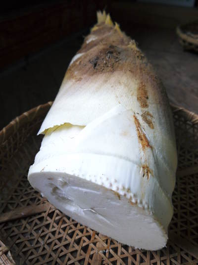 幻の白い「長生たけのこ」 今、まさに最旬!これぞ本物の逸品です!_a0254656_1644126.jpg