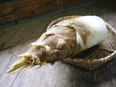 幻の白い「長生たけのこ」 今、まさに最旬!これぞ本物の逸品です!_a0254656_16564824.jpg
