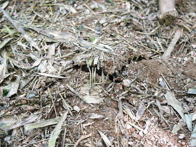 幻の白い「長生たけのこ」 今、まさに最旬!これぞ本物の逸品です!_a0254656_18244013.jpg