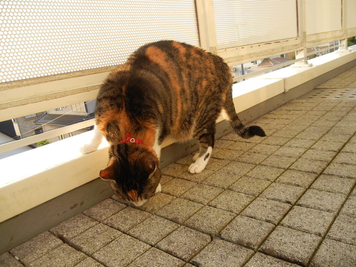 ’15,4,18(土)春爛漫!_f0060461_111176.jpg