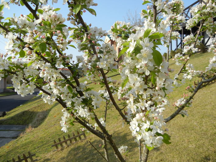 ’15,4,18(土)春爛漫!_f0060461_11153799.jpg