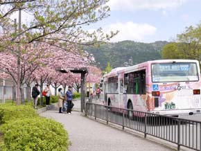 桜のバス停_b0160363_0412785.jpg