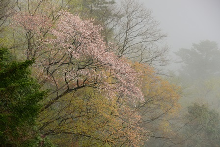 朝霧の桜　　　石や塔_c0303868_7232385.jpg