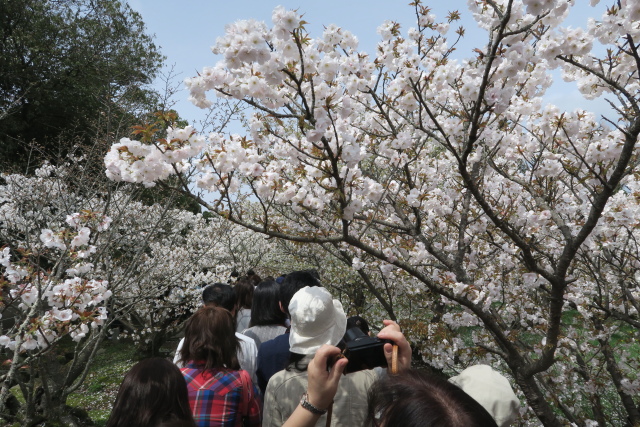 孫と一緒に仁和寺へ①_b0055171_8482077.jpg