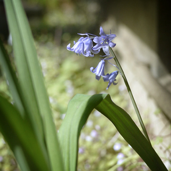 球根植物かな　　2015.4.18_e0172372_952158.jpg