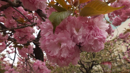 b0214473_1344971.jpg