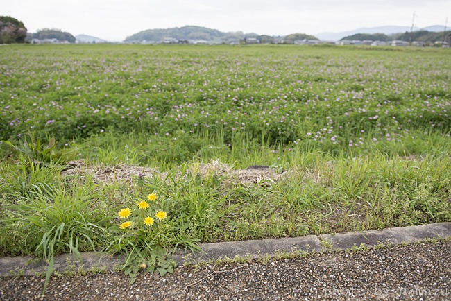 明日香村散歩（風景1）_b0280176_1153232.jpg