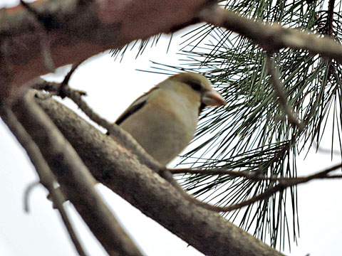 f0083977_21202288.jpg