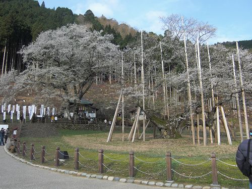 根尾谷 薄墨桜　（岐阜県本巣市根尾）_b0194979_0144029.jpg