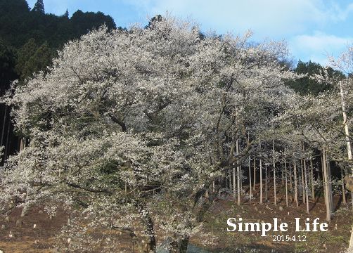 根尾谷 薄墨桜　（岐阜県本巣市根尾）_b0194979_0221999.jpg