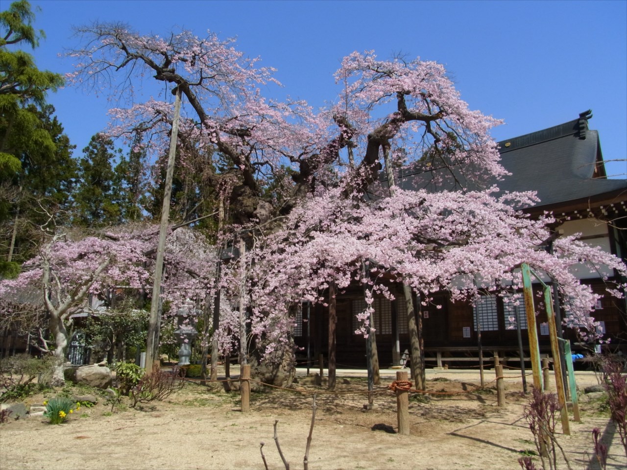 桜ツアー_b0080681_22365121.jpg