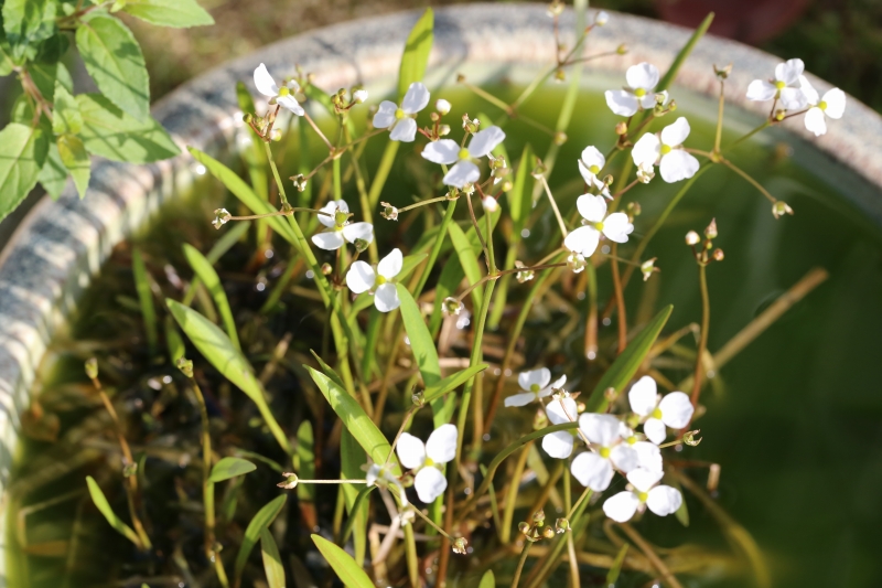 2015.04.18　メダカが喜ぶ「ナガバオモダカ」_f0140087_10581735.jpg