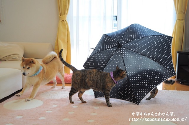 雨降りカモン!_a0126590_12353417.jpg