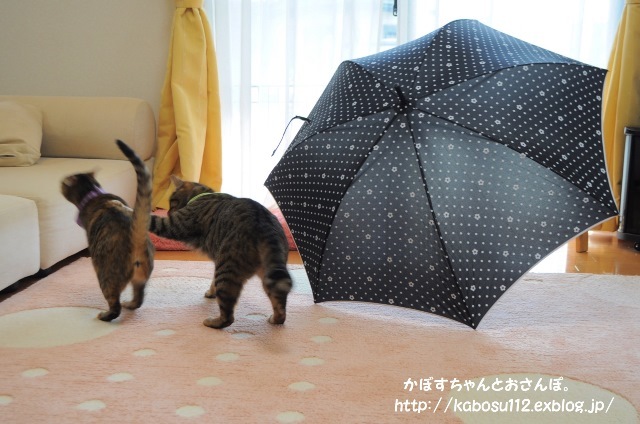 雨降りカモン！_a0126590_12355951.jpg