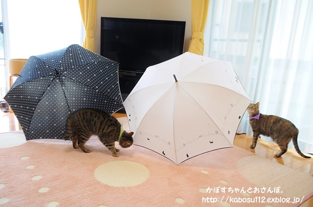 雨降りカモン！_a0126590_12361197.jpg