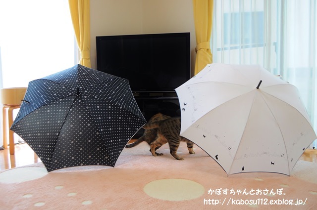 雨降りカモン！_a0126590_12363333.jpg