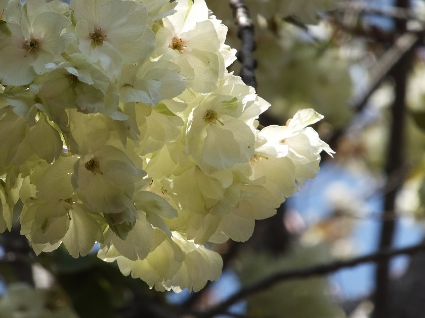 桜♪　さくらの散歩道_a0223690_17402773.jpg