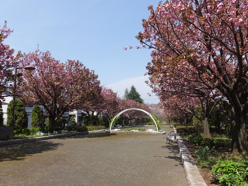 桜♪　さくらの散歩道_a0223690_1740417.jpg