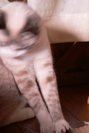 新しいおもちゃ_a0333195_07021279.png