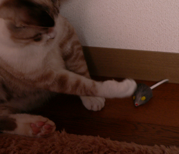 新しいおもちゃ_a0333195_07044800.png