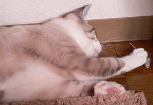 新しいおもちゃ_a0333195_07060149.png