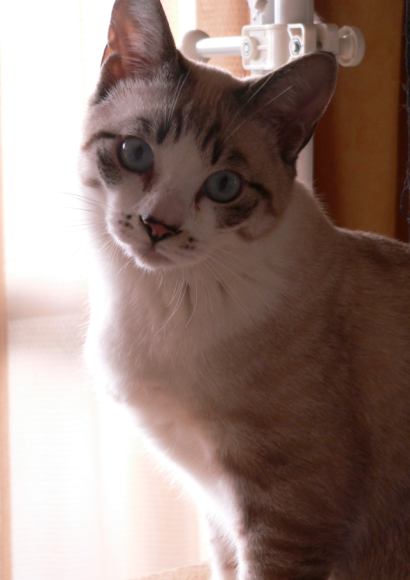 新しいおもちゃ_a0333195_07064390.png
