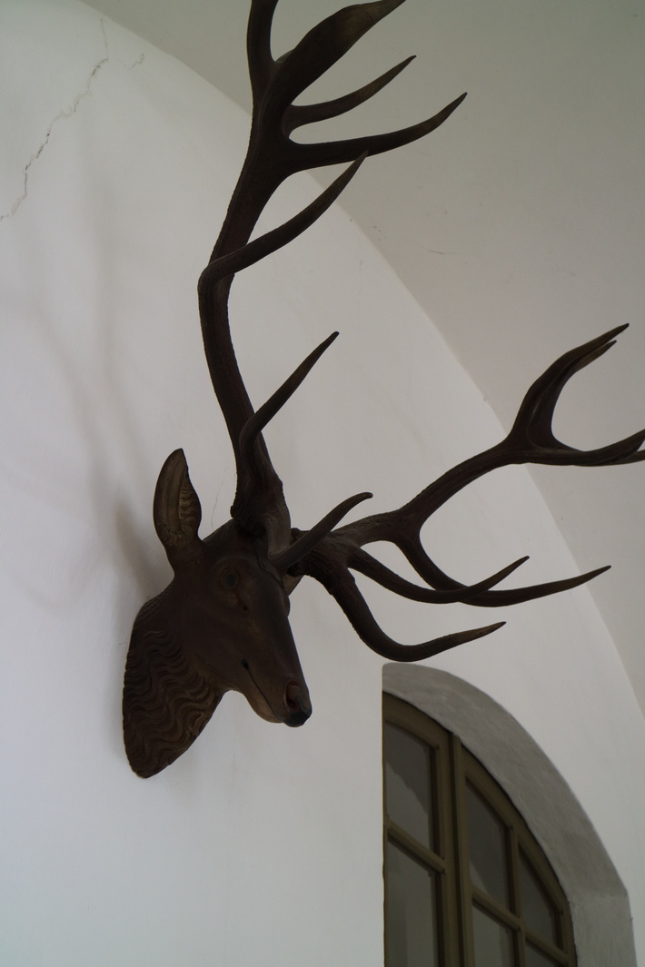 お城の狩猟犬 ハナ ララとお散歩