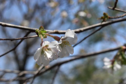 20150418 春ですね、たくさんの花々が・・・_b0013099_22104077.jpg