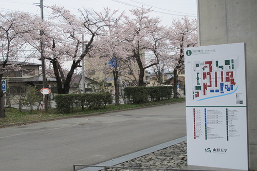 米沢キャンパスの桜、４月１９日（日）曇り夕方（清明・末候）虹始めて見る・・・５_c0075701_22314398.jpg