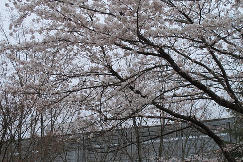 米沢キャンパスの桜、４月１９日（日）曇り夕方（清明・末候）虹始めて見る・・・５_c0075701_2232218.jpg