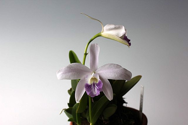 60歳で無職の優雅な日々: カトレア・シレリアナ Cattleya