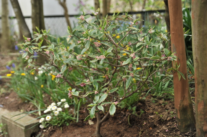 沈丁花の植え替え 合歓の風