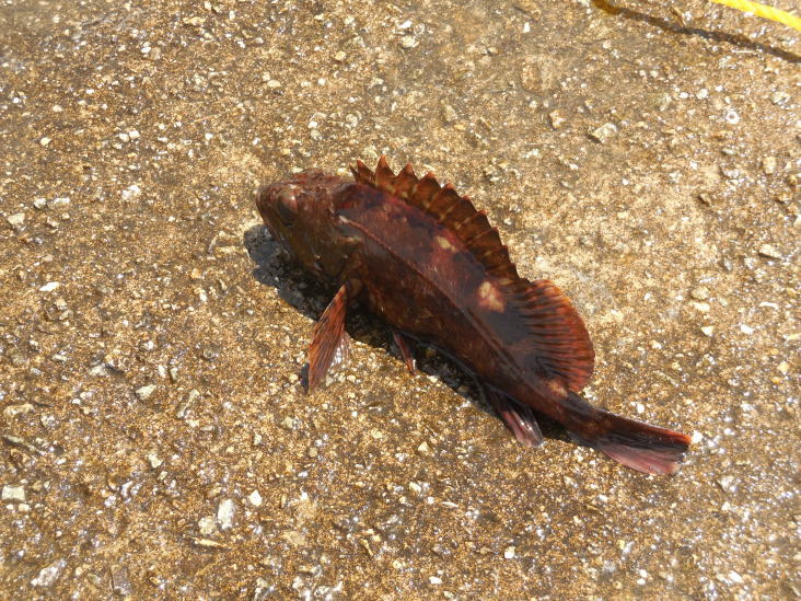 こうすけの 西宮沖海上散歩_b0305811_01481138.jpg
