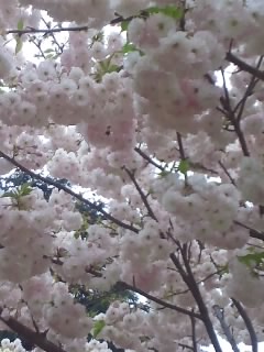 まだまだ観れます新宿御苑の桜_b0006020_1820173.jpg