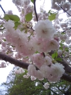 まだまだ観れます新宿御苑の桜_b0006020_182018.jpg