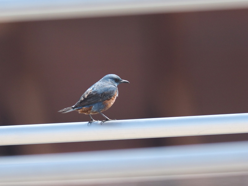 三番瀬にいた野鳥達_f0330321_18592267.jpg