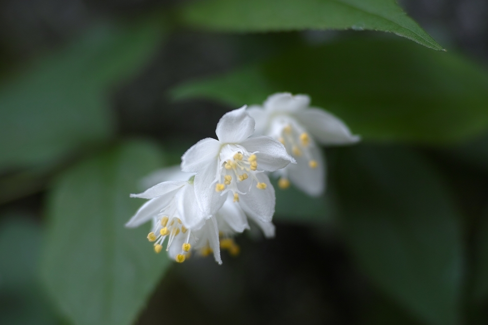 「四季の花だより」　～ 谷川沿いのウツギの花 ～_b0338222_23375126.jpg