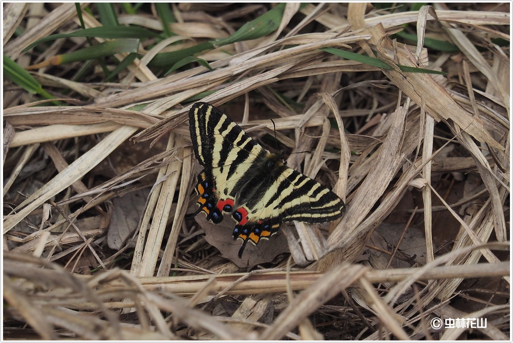 20150419 上越地方の散歩道：ヤマサクラの花にギフチョウが飛来した_d0090322_21524992.jpg