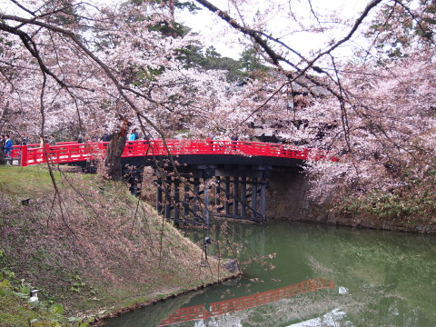 弘前公園桜*2015.04.19_b0147224_21545490.jpg