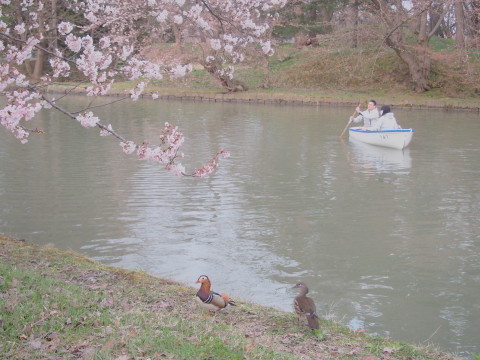 弘前公園桜*2015.04.19_b0147224_2210228.jpg